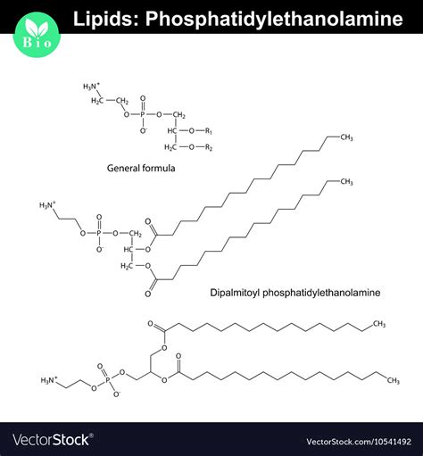 phosphatidylethanolamine -